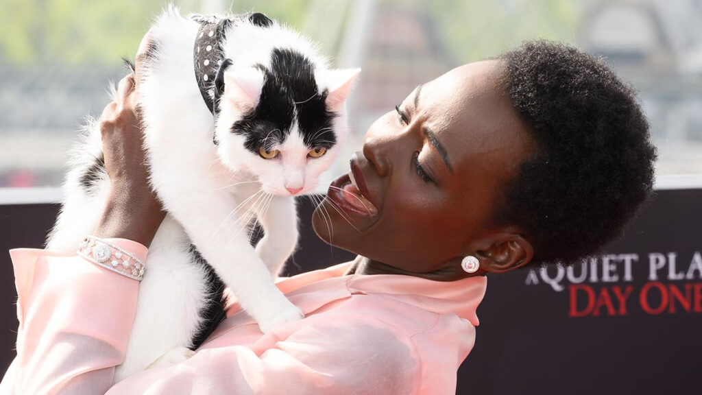 Un lugar en silencio: conoce a Frodo, el gato protagonista