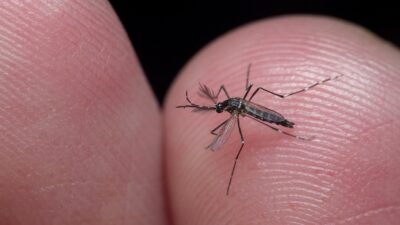 fumigaciones-contra-el-dengue-asi-evitas-que-se-hagan-moscos