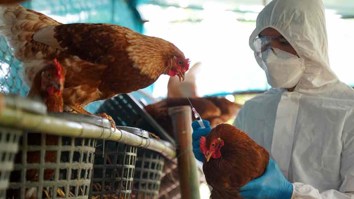 CDC confirman cuatro casos humanos de gripe aviar entre trabajadores avícolas de Colorado