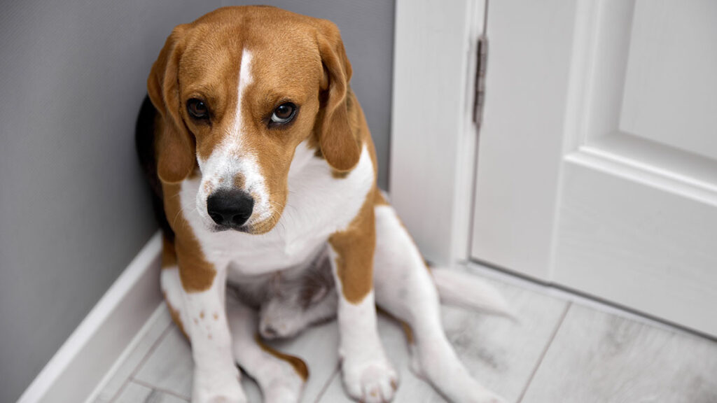 Hombre mató al perro de su esposa por que “lo quería más que a él”