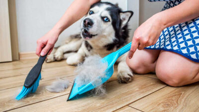 Muda de pelo en perros: síntomas y cómo eliminarla