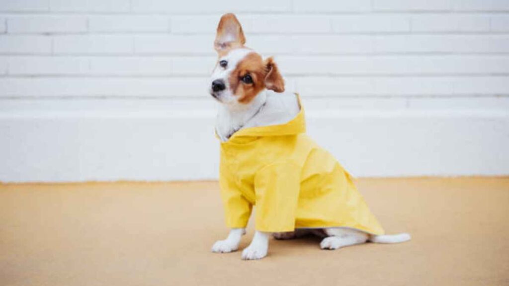 Ropa de lluvia para perros y accesorios para proteger a tu lomito