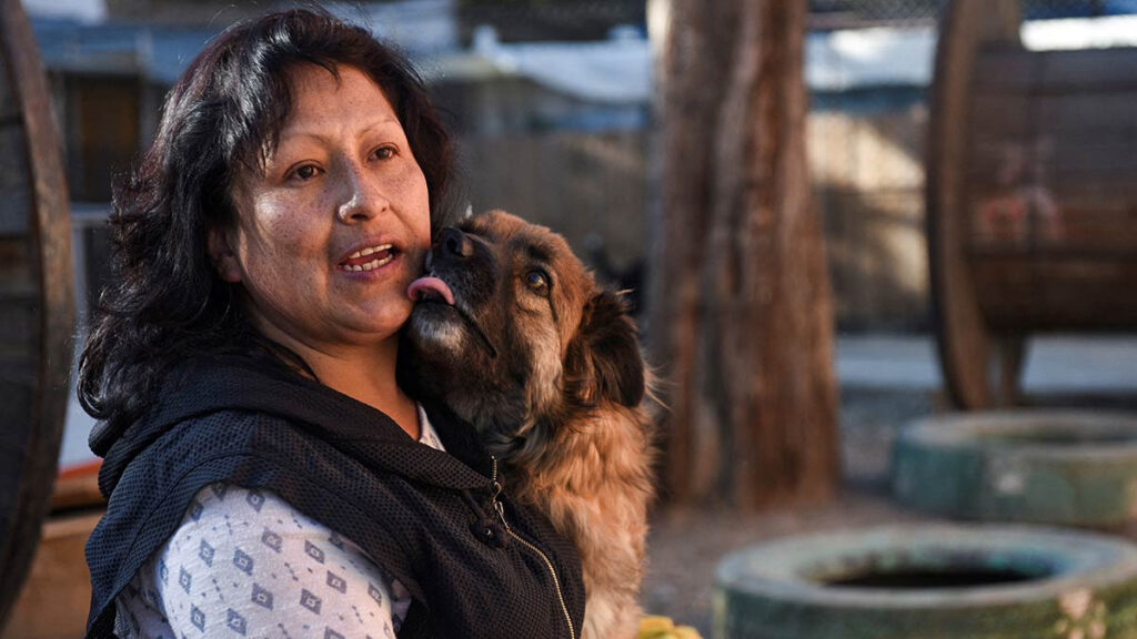 Perros callejeros de Bolivia encuentran casa en el teleférico