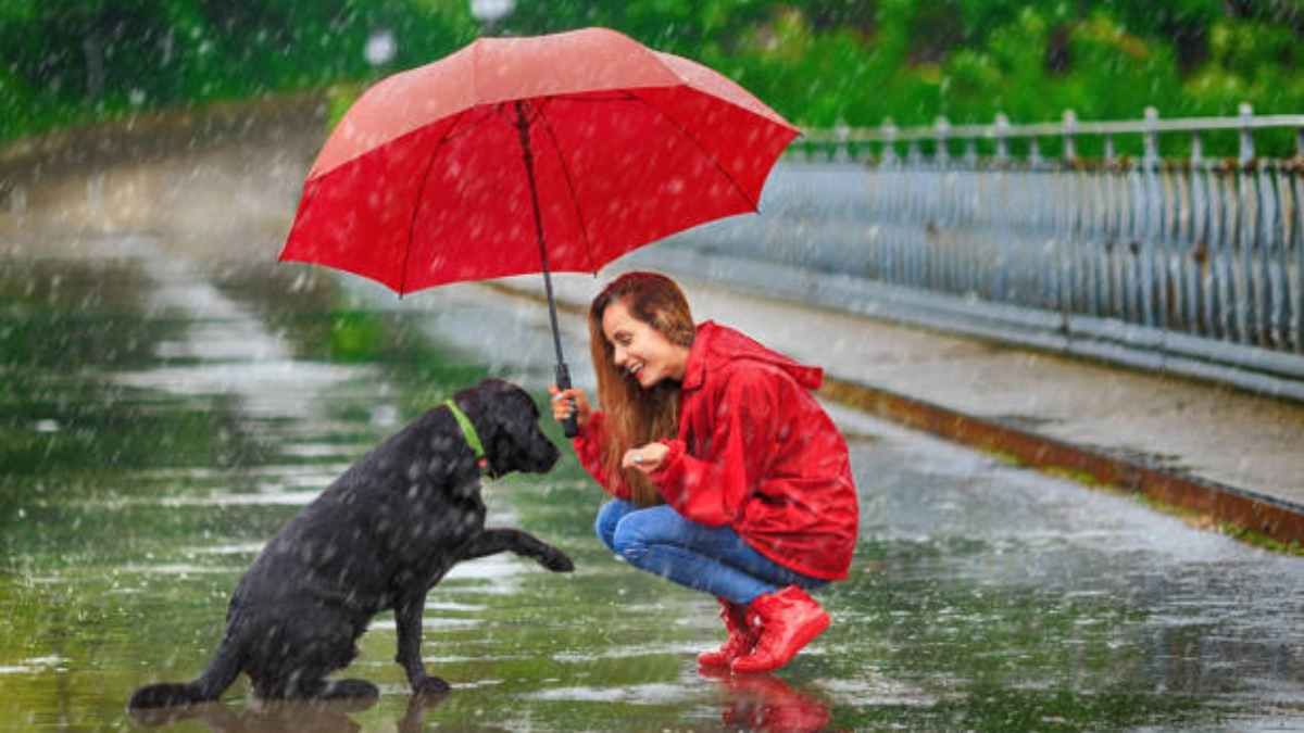 Llueva, truene o relampaguee: Impermeables y otros accesorios para que tu perro salga a pasear