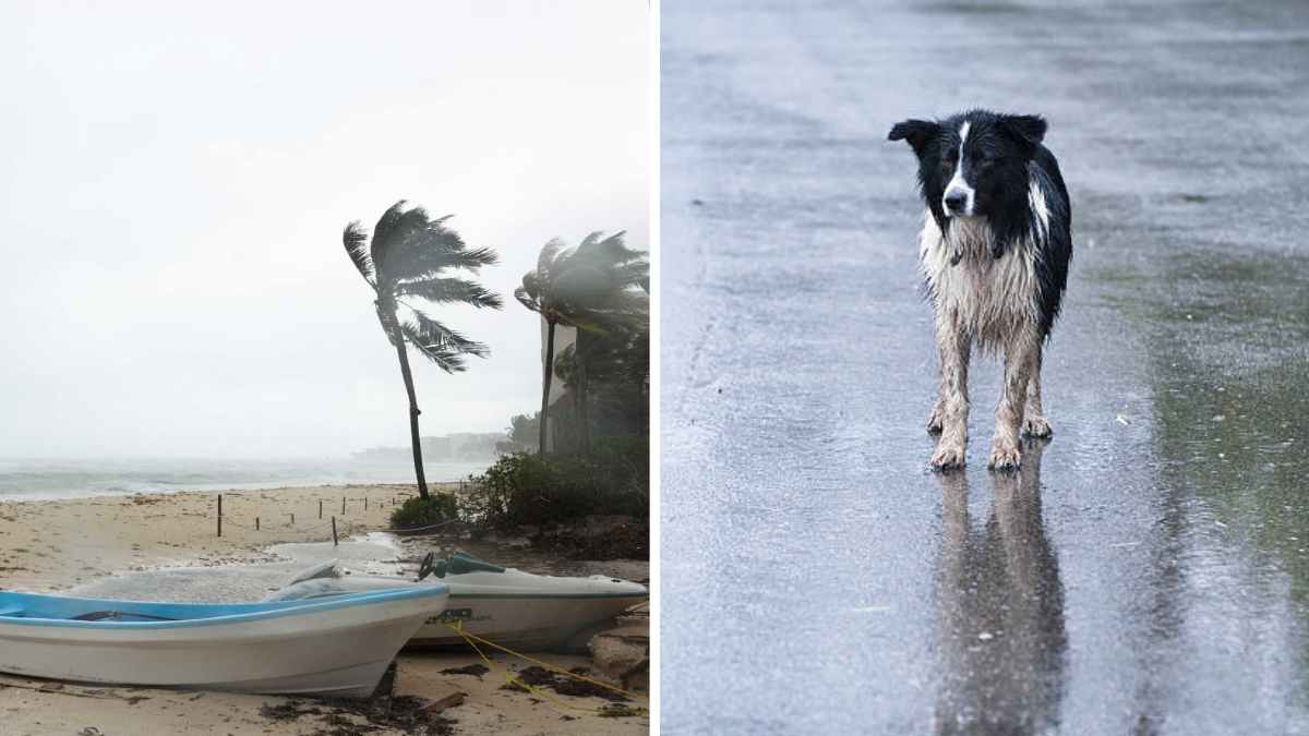 Refugio salva a más de 90 perros del huracán Beryl en Quintana Roo