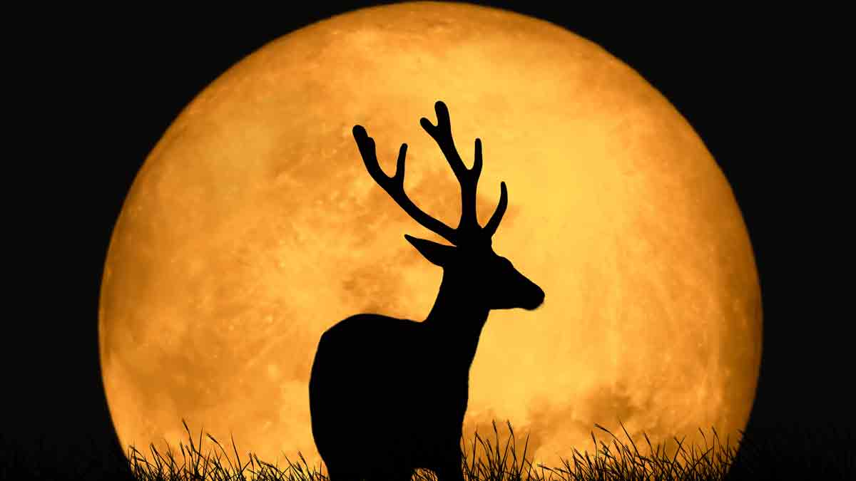 Luna llena de julio 2024: ¿a qué hora ver la Luna de ciervo este domingo?