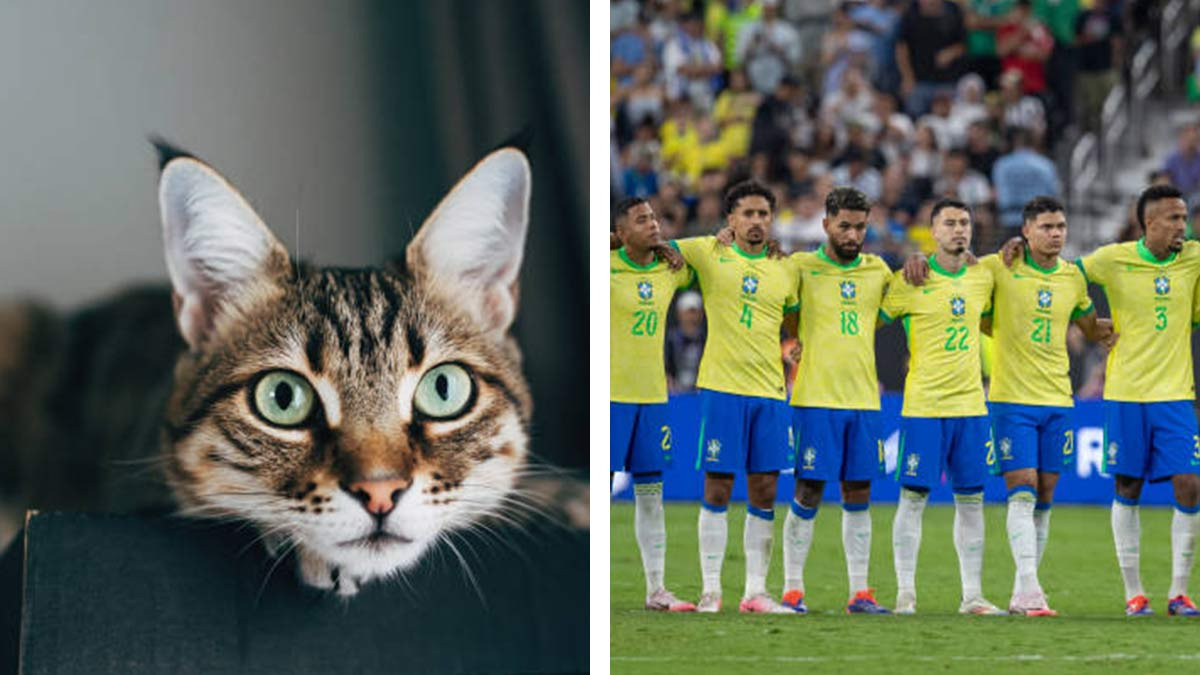 “La Maldición del Gato” un felino sería el culpable de las derrotas de la Selección de Brasil, te decimos el por qué