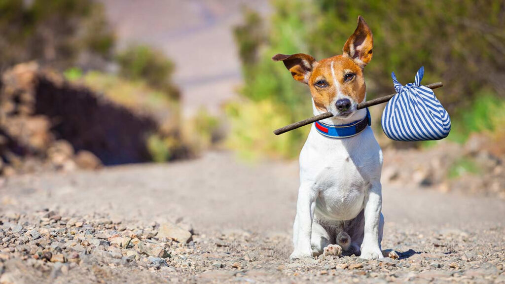 Perro regresó a su casa después de 9 años desaparecido