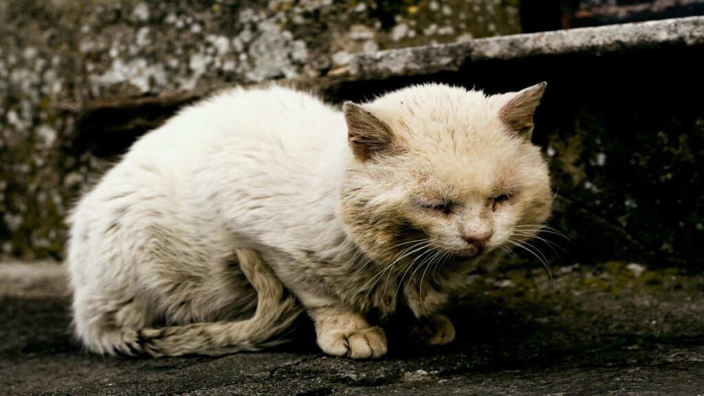 Matan A Gato En Cuajinicuilapa