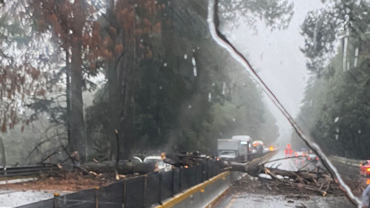Día lluvioso: cae árbol en la México-Cuernavaca y genera tráfico de 5 kilómetros