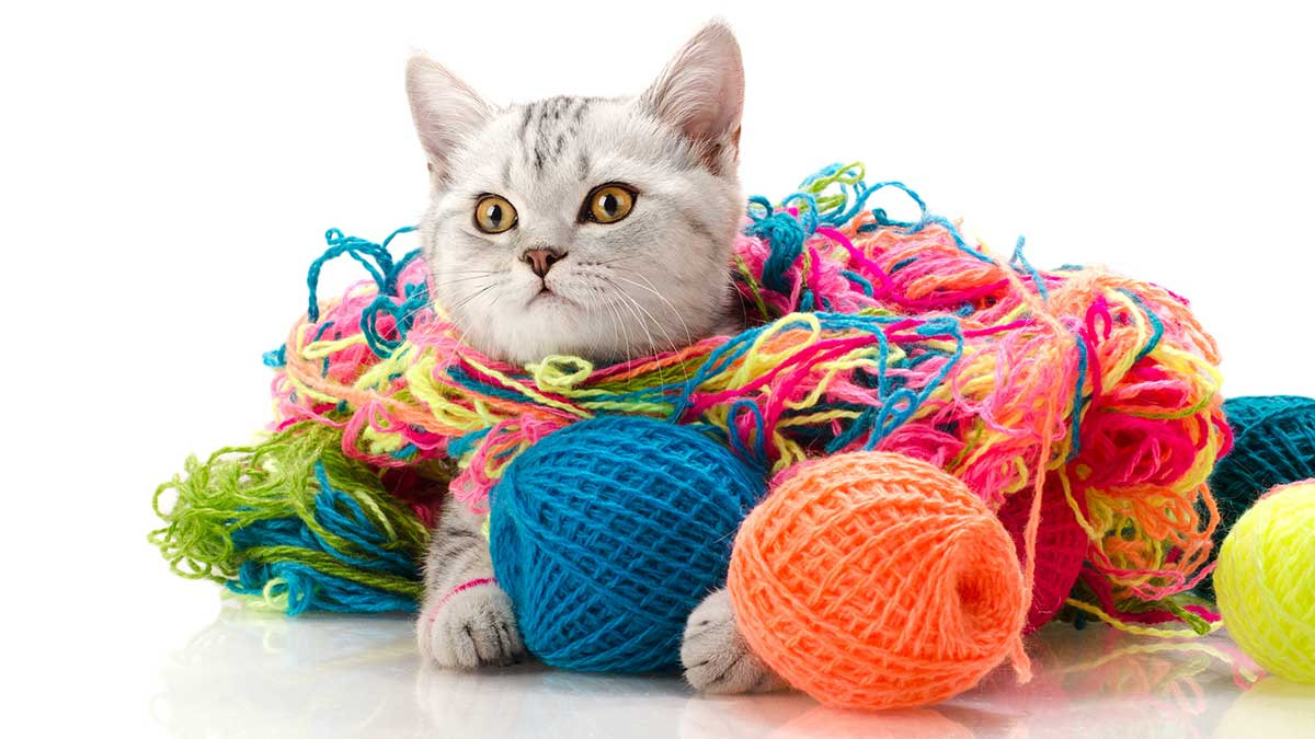 ¿Por qué a los gatos les gusta jugar con estambre o hilo?
