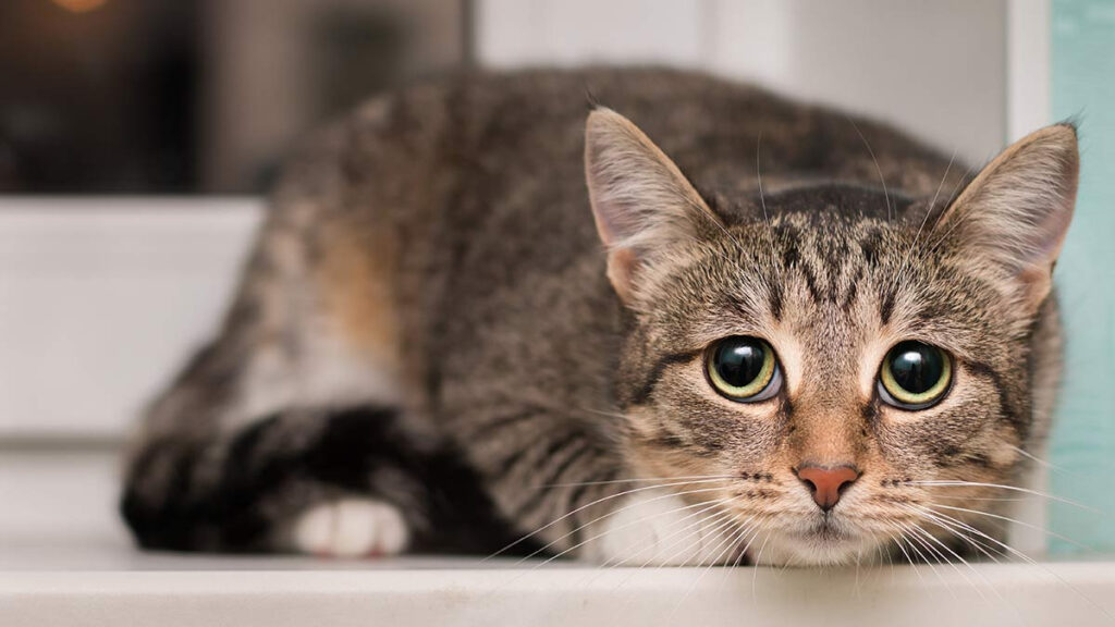 Mujer denuncia que su gato fue bajado del camión donde viajaban sin que le avisaran