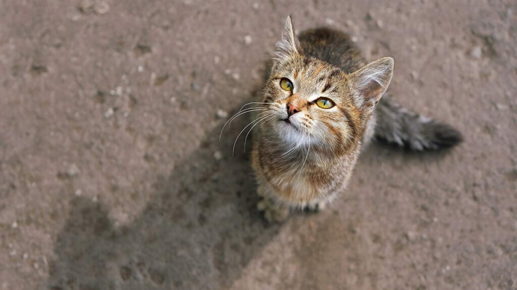 Gato con epilepsia es abandonado con conmovedora nota