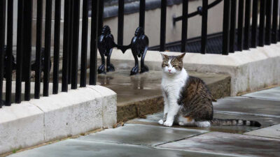 Larry, el gato de Downing Street