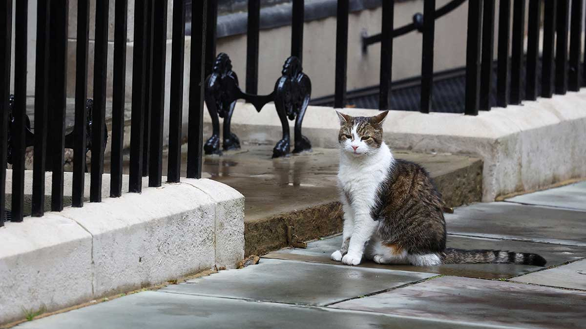 Larry, gato de Down Street, es el más famoso de Reino Unido; conoce su historia