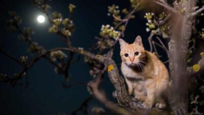 ¿Los gatos son un peligro para la biodiversidad?