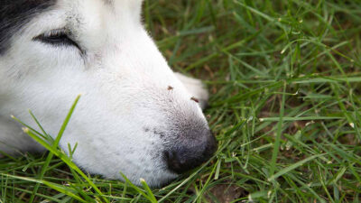 ¿El dengue puede afectar a las mascotas?