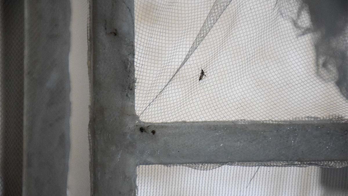¿Se vienen las plagas bíblicas? Reportan “invasión” de mosquitos en Chetumal