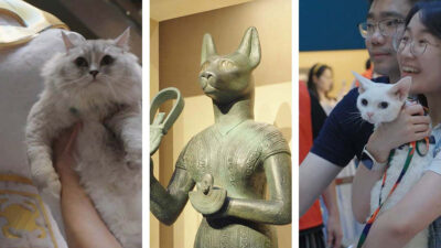 Organizan Noche de gatos en museo Shanghái para exposición sobre antigüedades egipcias