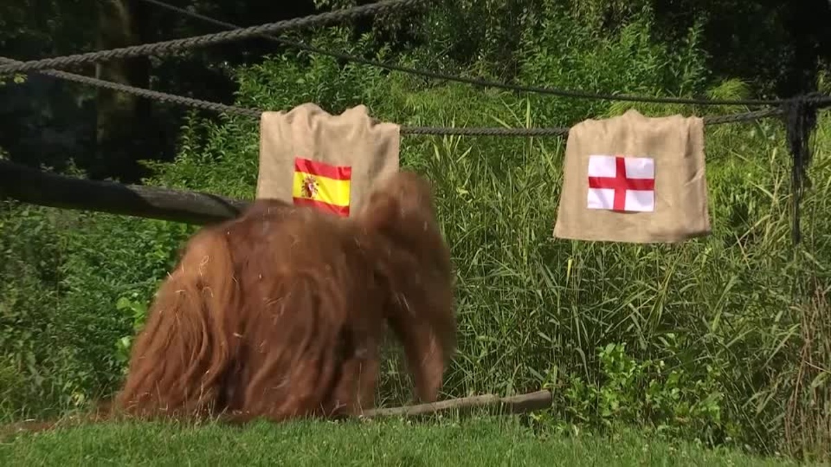 El “orangután vidente” predice quién ganará entre España e Inglaterra la final de la Eurocopa