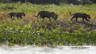 Sequia en pantanal brasil la más dura