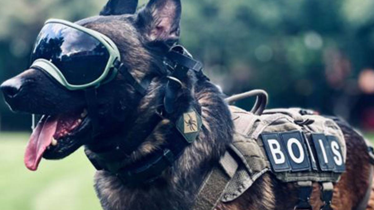 Boris, agente Canino de la FESC de Baja California, es nombrado el Perro del Año 2023