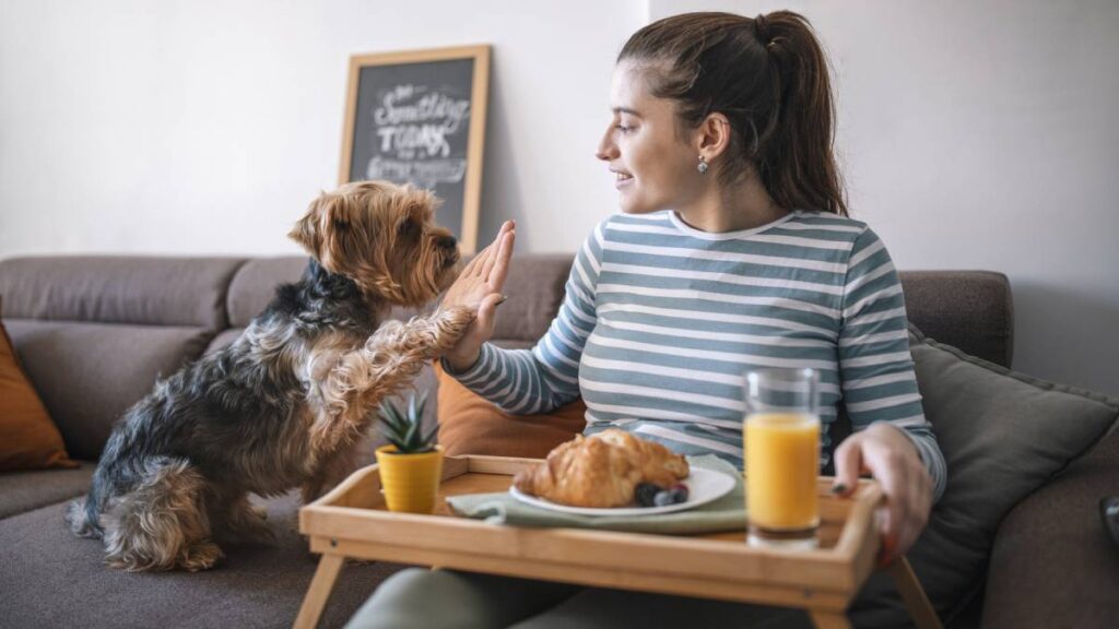 Pastor alemán prepara el jugo del desayuno como todo un experto