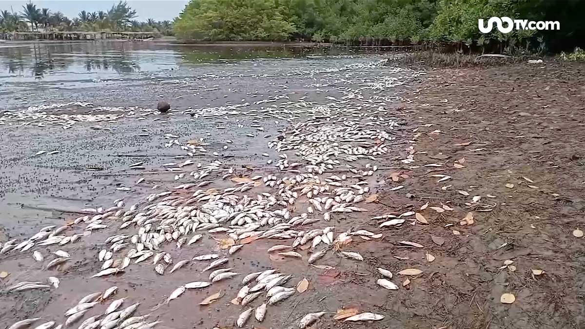 Aparecen cientos de peces muertos en Veracruz