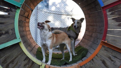 Perros callejeros de Bolivia encuentran casa en el teleférico