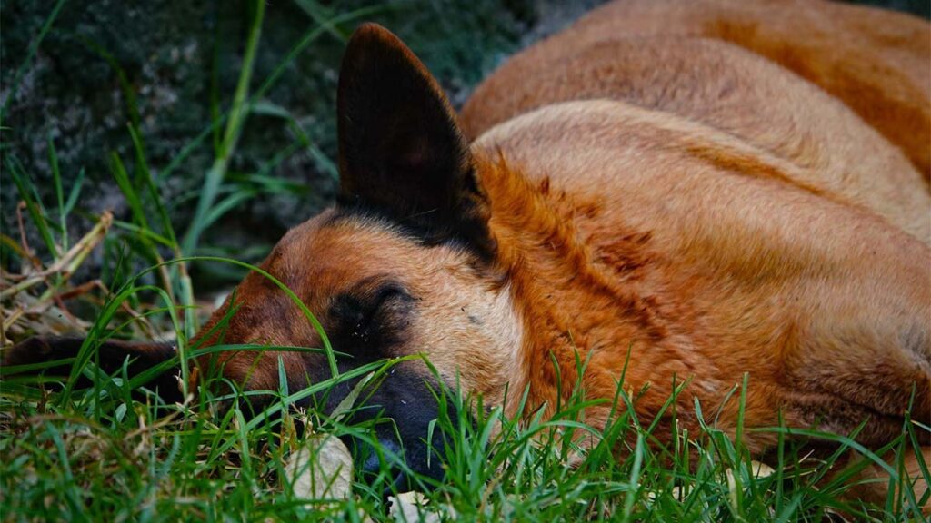 Perrito Tabasco