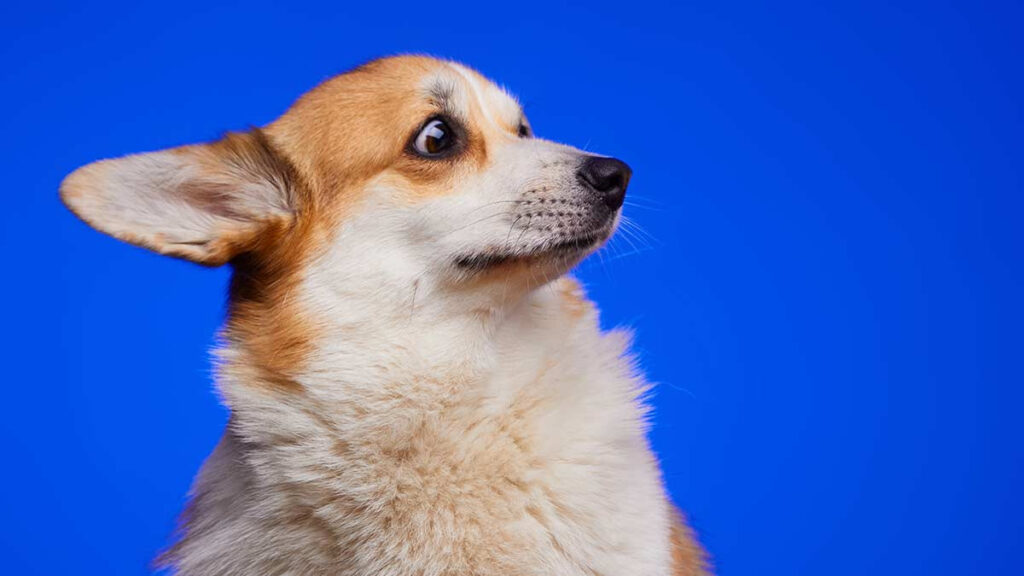 Cómo proteger de malas energías a tu mascota