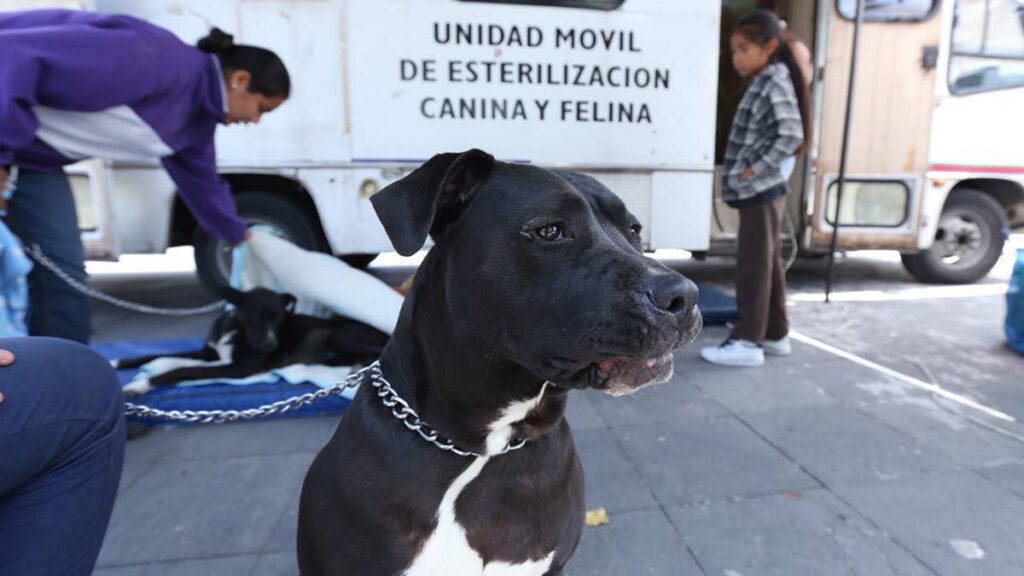 Esterilización gratis para mascotas en la CDMX