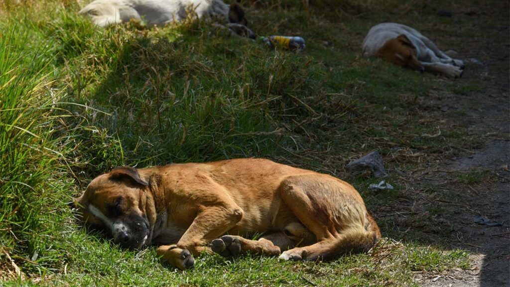 Gringo, Perro casi pierde una oreja tras ser atacado con un machete en Veracruz