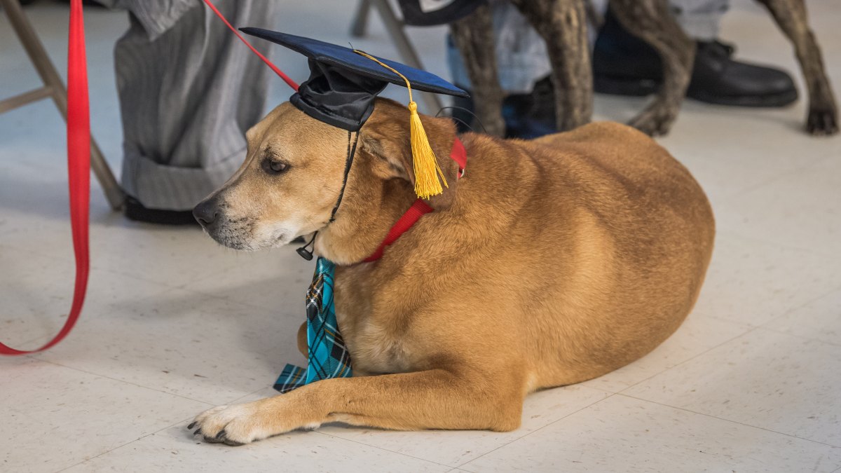¡Acabó el año! El “Cejas”, perrito callejero, se gradúa en secundaria de Saltillo
