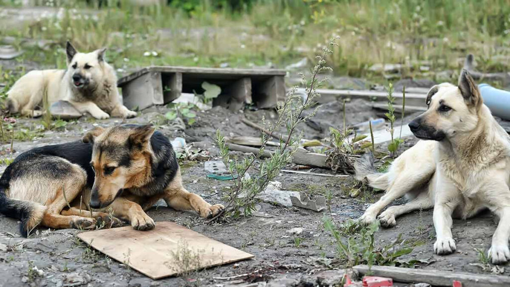 Municipios del Estado de México con más abandono animal