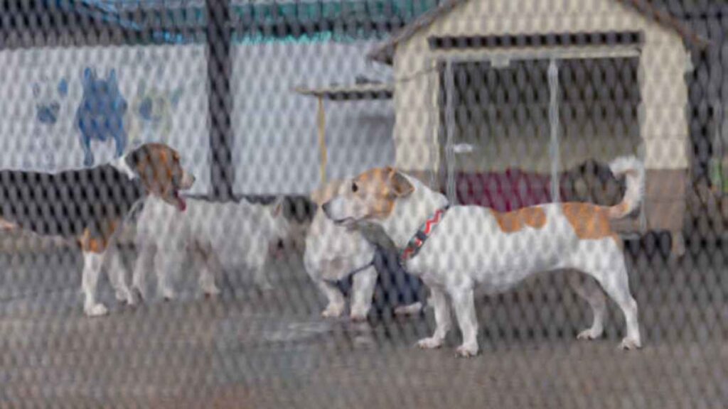 Refugios para mascotas en Quintana Roo por huracán Beryl