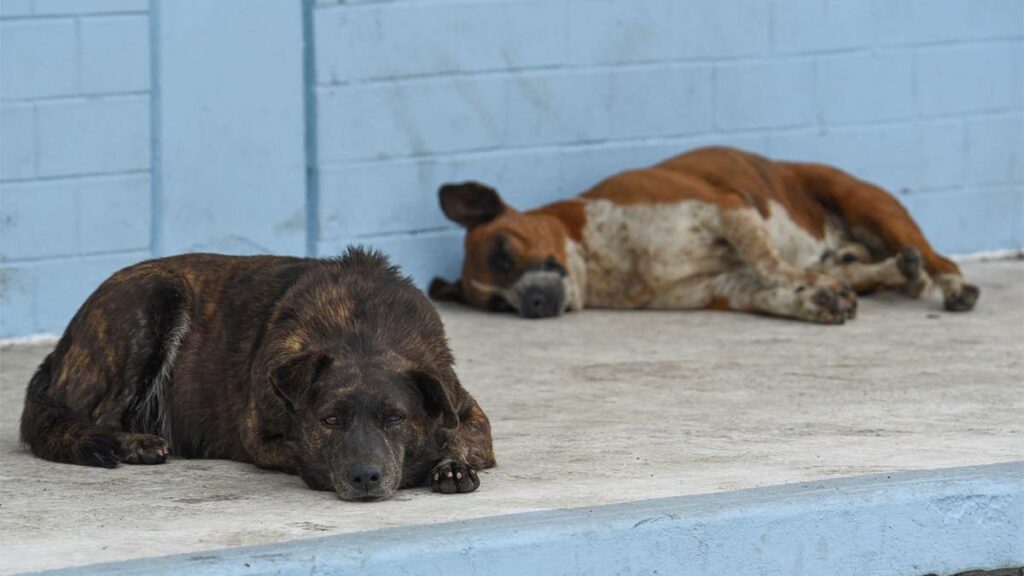 perros calcinados