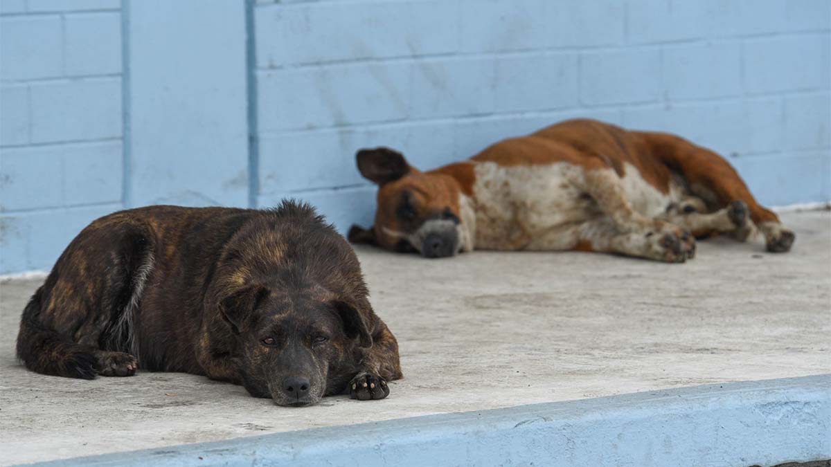 ¡Crueldad en Nuevo León! Encuentran 15 perros calcinados en un predio; esto dicen las autoridades