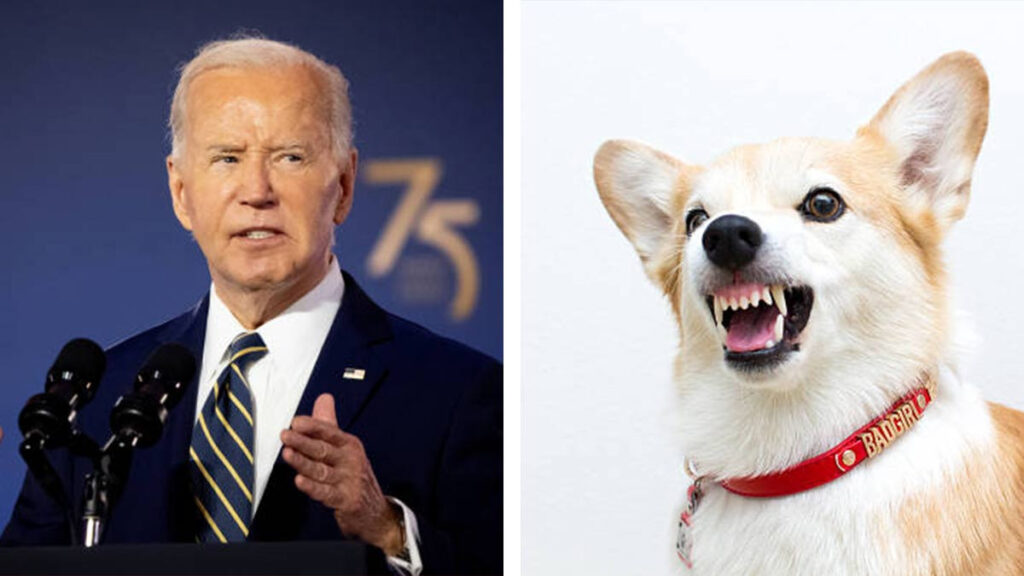 perros no quieren a Biden