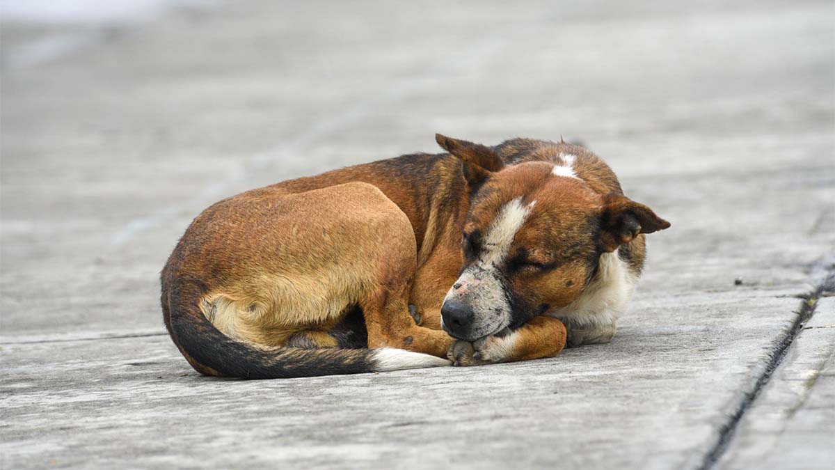 ¡Lloraban por ayuda! Sujeto deja a sus perros afuera durante lluvia en Playa del Carmen; video causa indignación