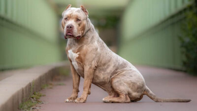 Irlanda prohibió los perros de raza bully extragrande