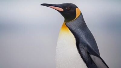 ¿De paseo? Captan a pingüino caminando por las calles de Argentina