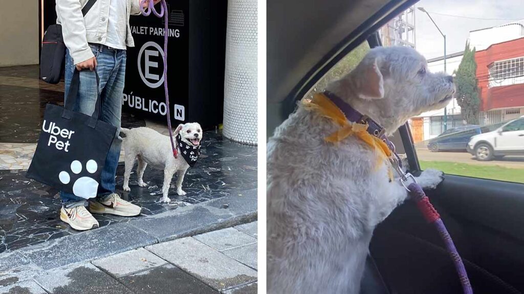 Uber Pet en México