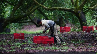 Productores de aguacate en Michoacán se niegan a pagar seguridad de inspectores