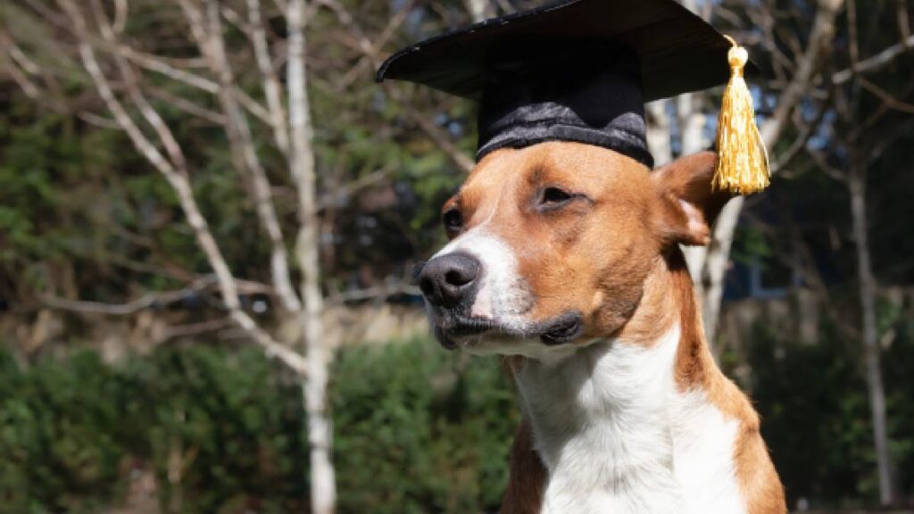 flavio-perrito-de-la-primaria-se-gradua-y-recibe-un-reconocimiento-en-escuela-de-guadalajara