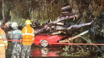 La caída de un árbol dejó una persona muerta en Puebla