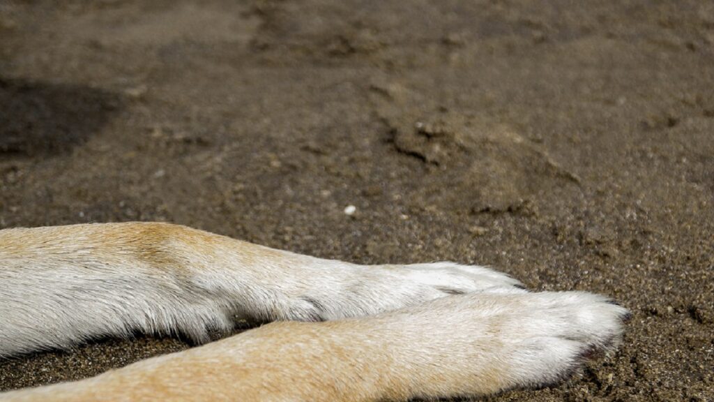 puebla-denuncian-a-estetica-canina-por-banar-a-perritos-con-agua-fria