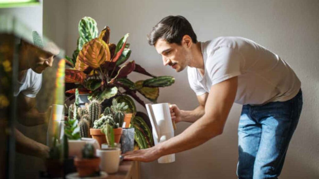 Plantfulness: cómo usar plantas para combatir la ansiedad