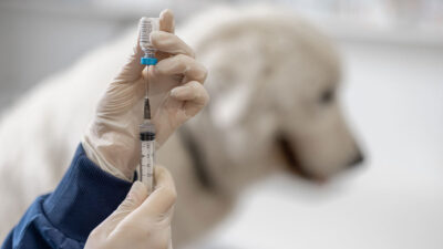Riesgos no vacunar a las mascotas