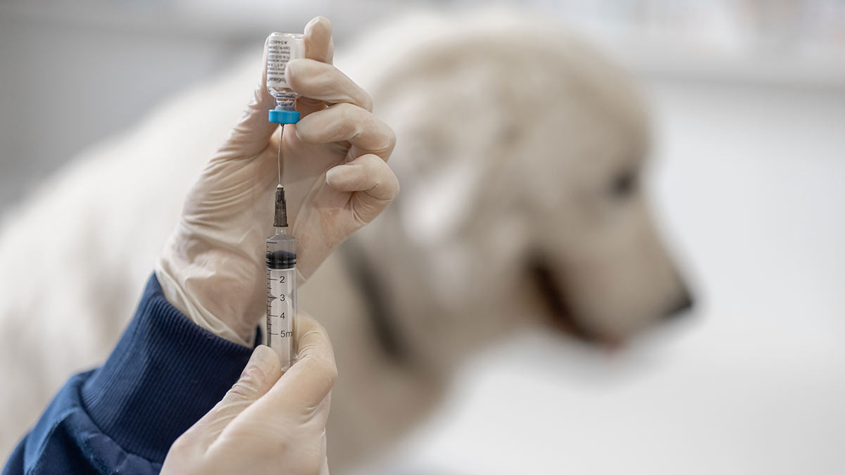 Riesgos de no vacunar a las mascotas para los humanos